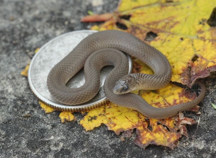 Earth Snake